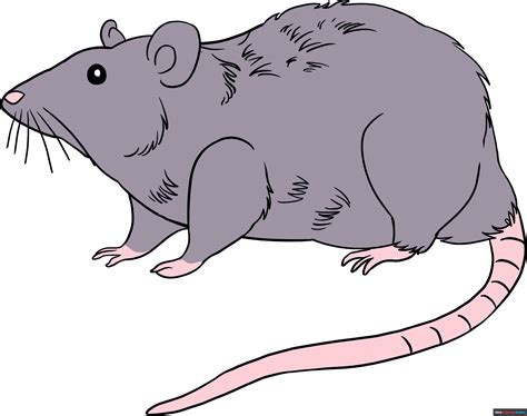 Find & Download the most popular Rat Drawings Vectors on Freepik Free for commercial use High Quality Images Made for Creative Projects. #freepik #vector